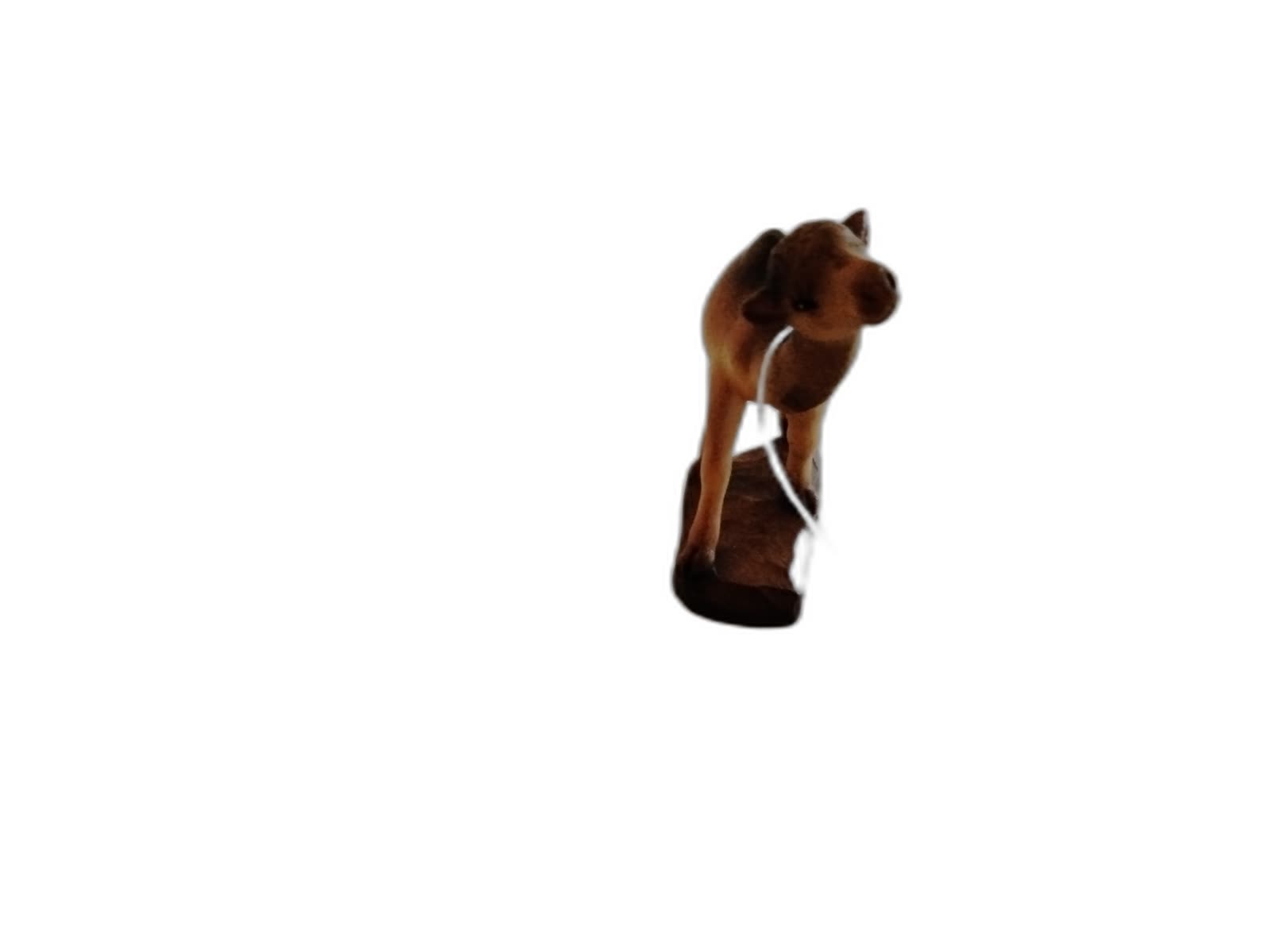 A-066 - Baby Camel - Photo 2