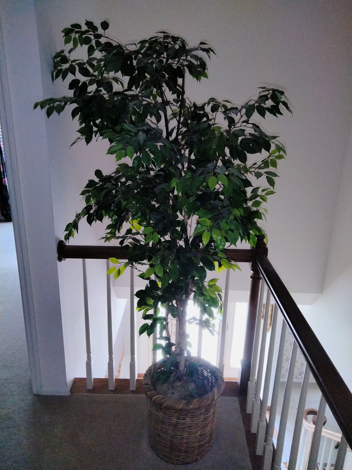 FL-020 Artificial Ficus Tree In Wicker Basket image 2